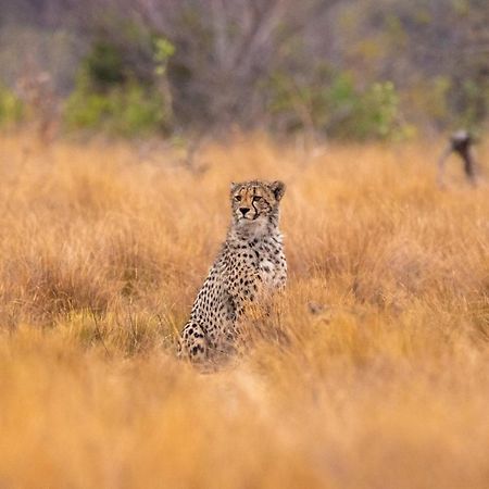 Nungubane Game Lodge Welgevonden Game Reserve Exterior foto