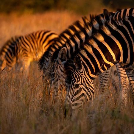 Nungubane Game Lodge Welgevonden Game Reserve Exterior foto