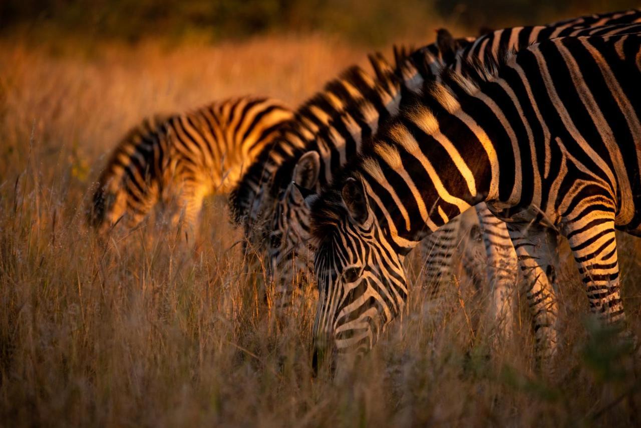 Nungubane Game Lodge Welgevonden Game Reserve Exterior foto